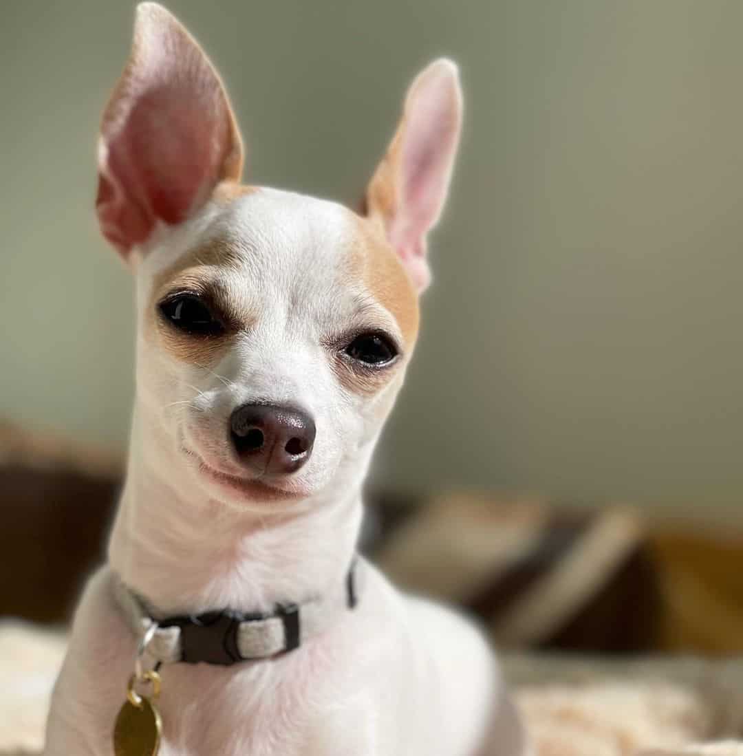 mestizo de chihuahua y galgo italiano