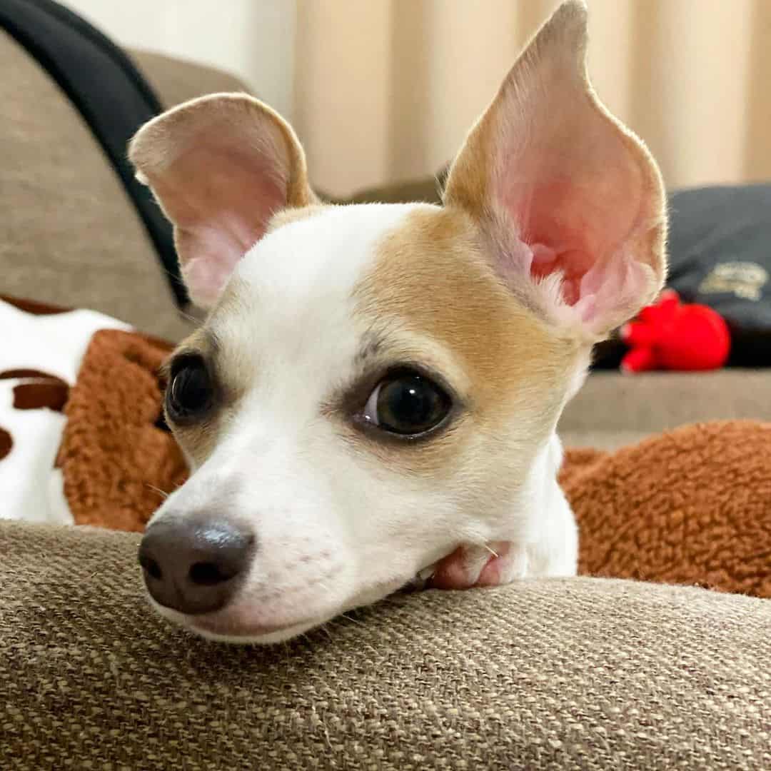 perro mestizo de chihuahua y galgo italiano