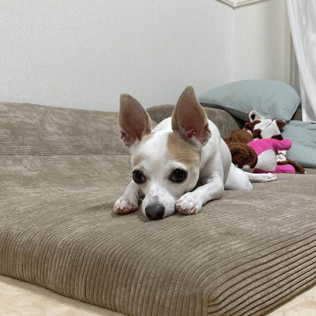 mestizo de chihuahua y galgo italiano descansando