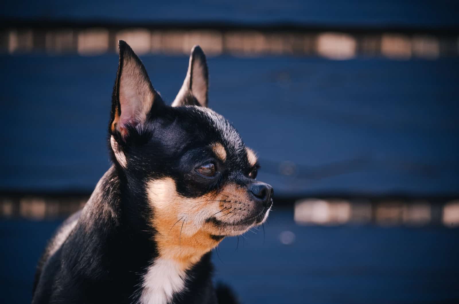 chihuahua mirando de lado
