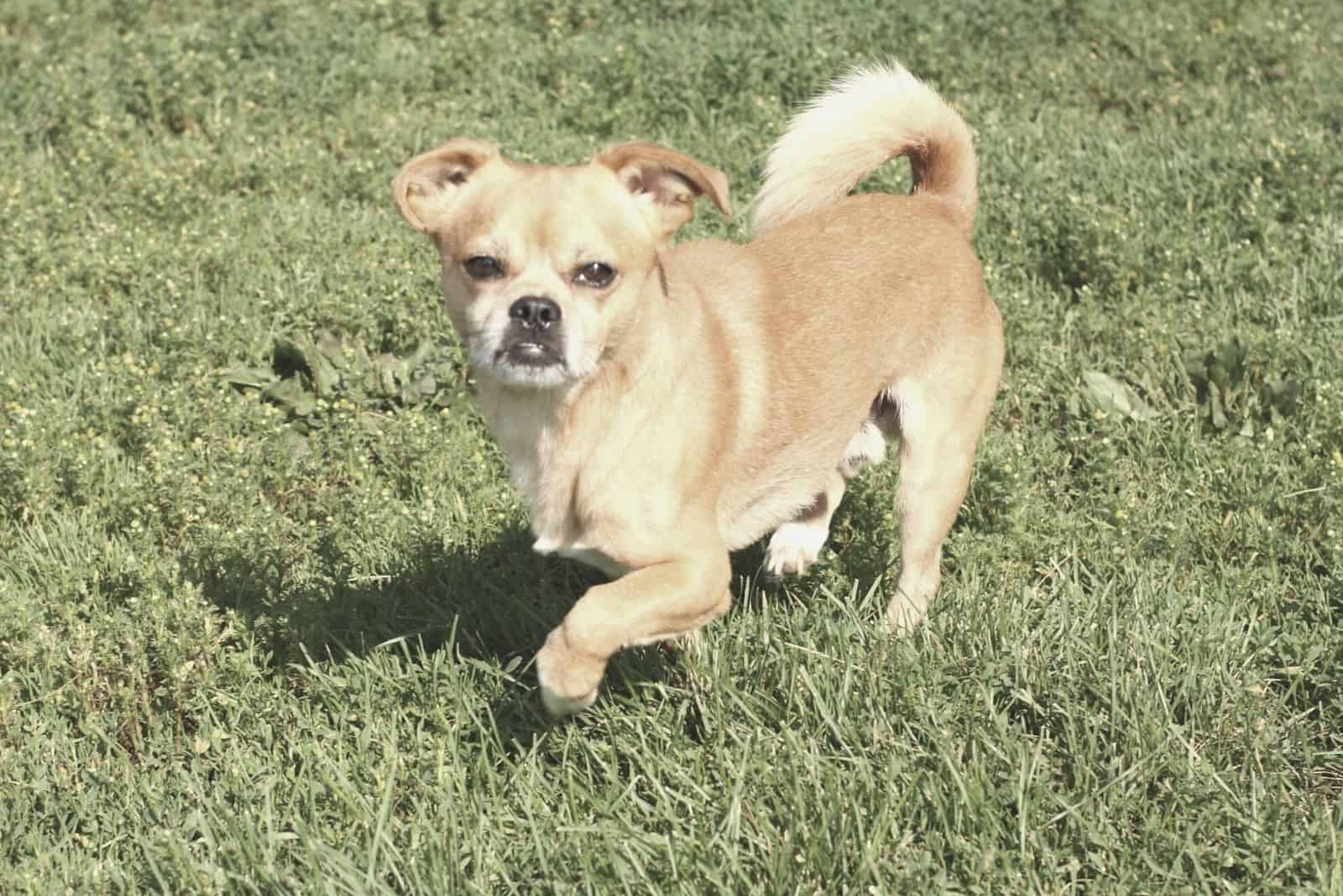 perro mezcla de chihuahua corriendo en los campos de hierba