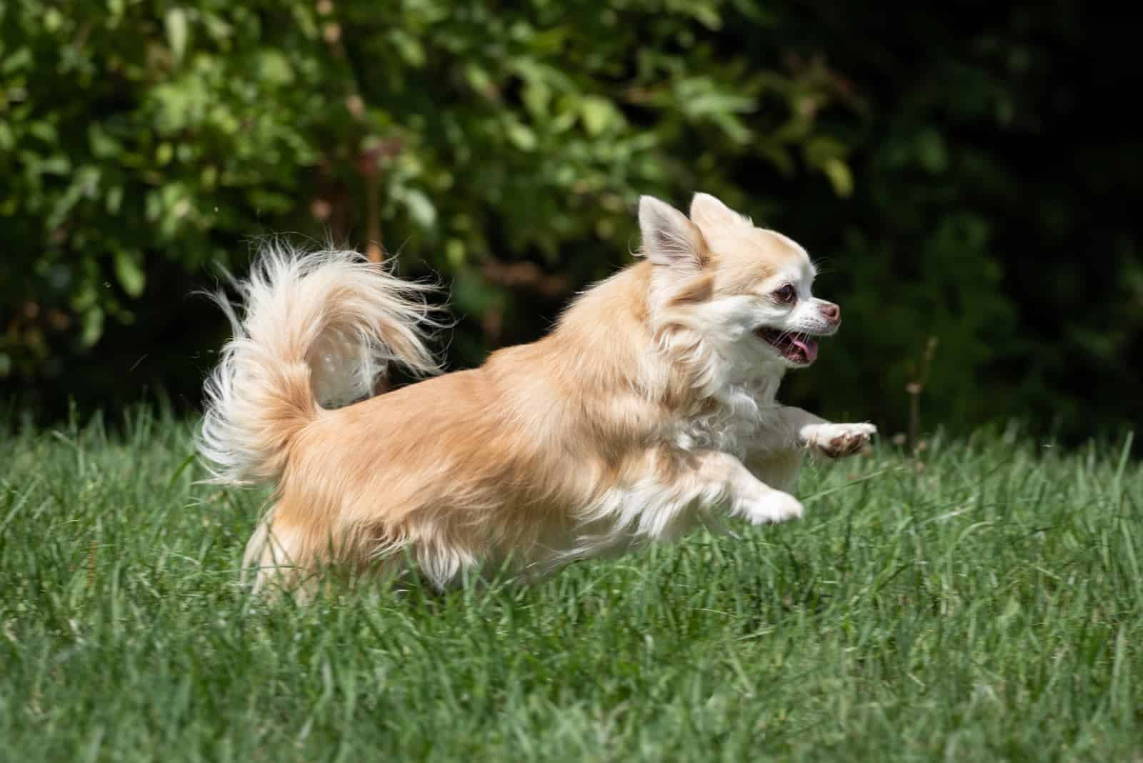 chihuahua corre por el campo