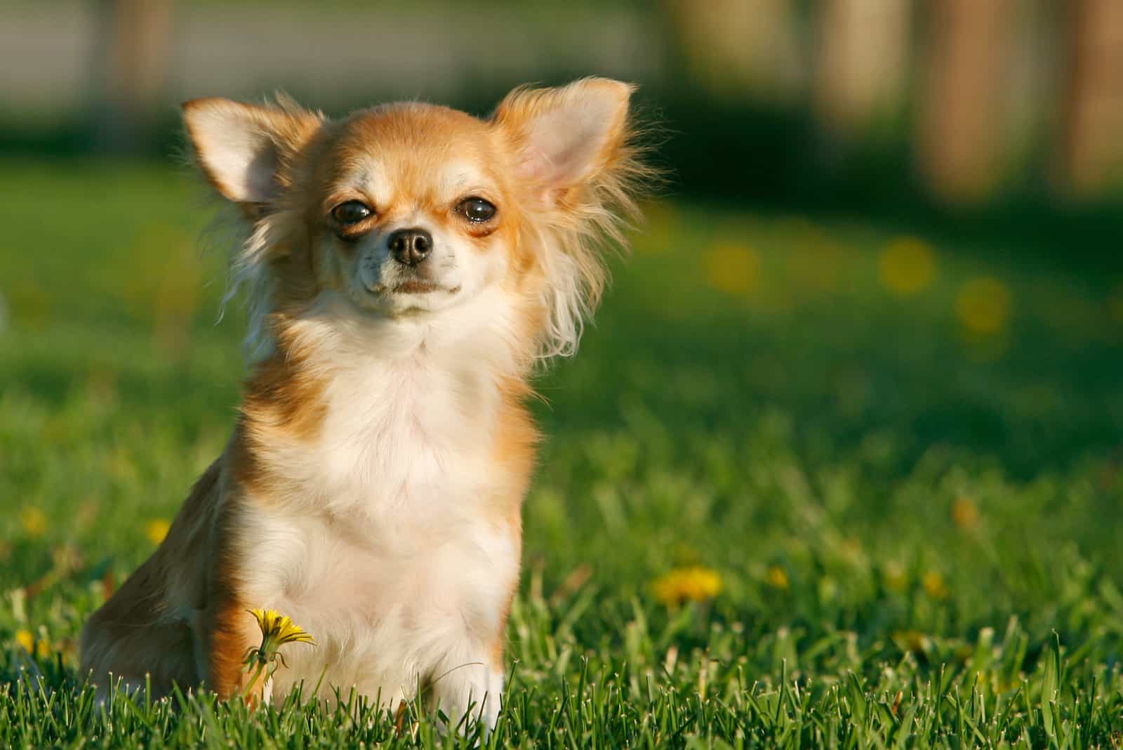 chihuahua sentado en el césped