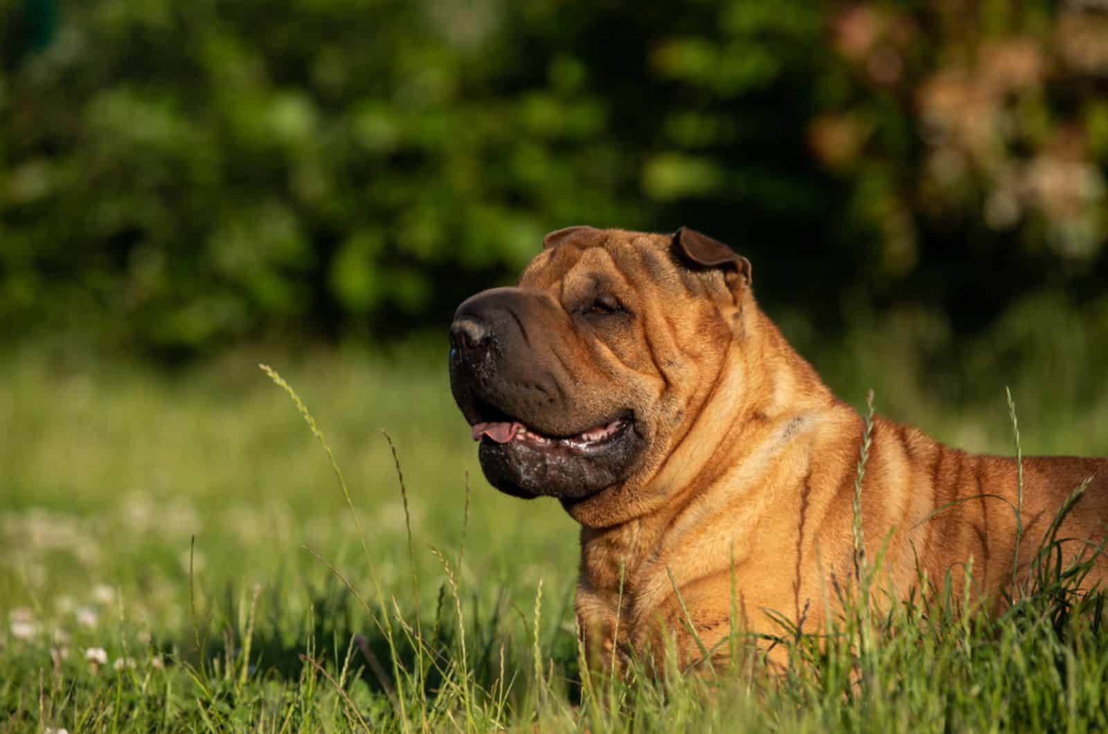 shar-pei chino en la hierba