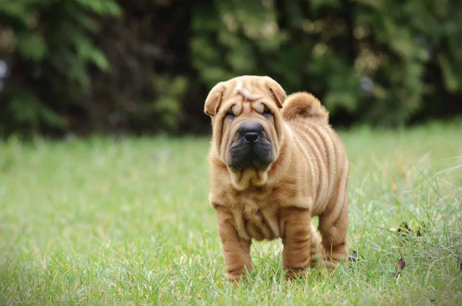 shar pei chino