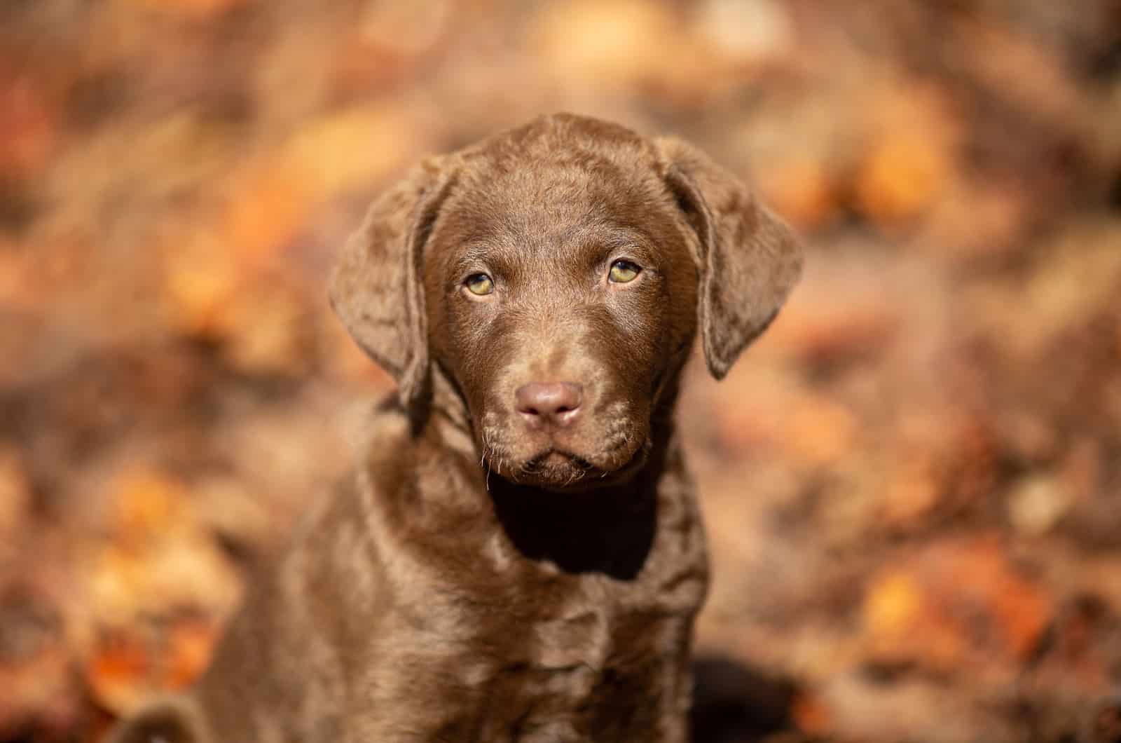 Chesapeake Bay Retriever color chocolate