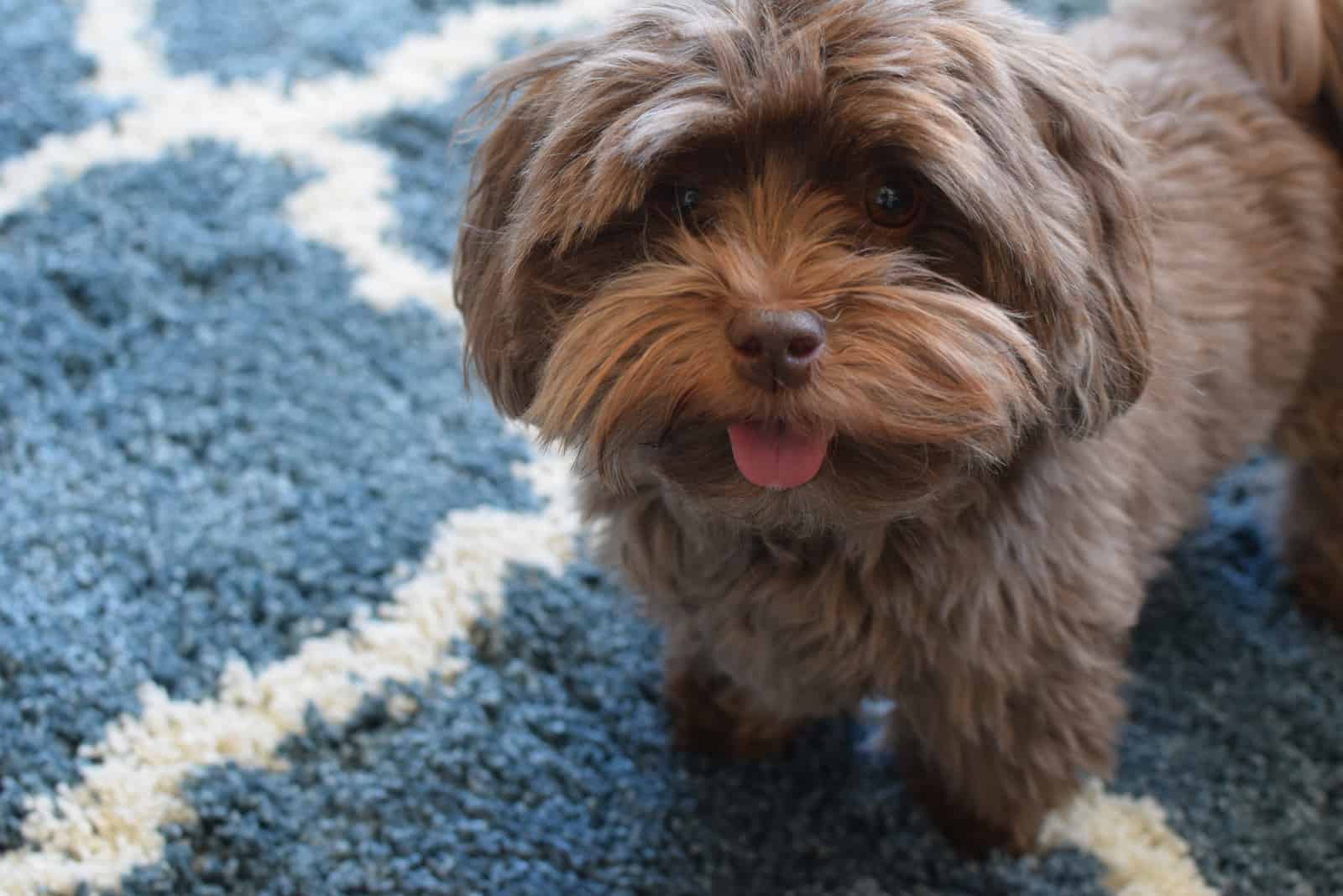 cachorro Havanese de chocolate sacando la lengua