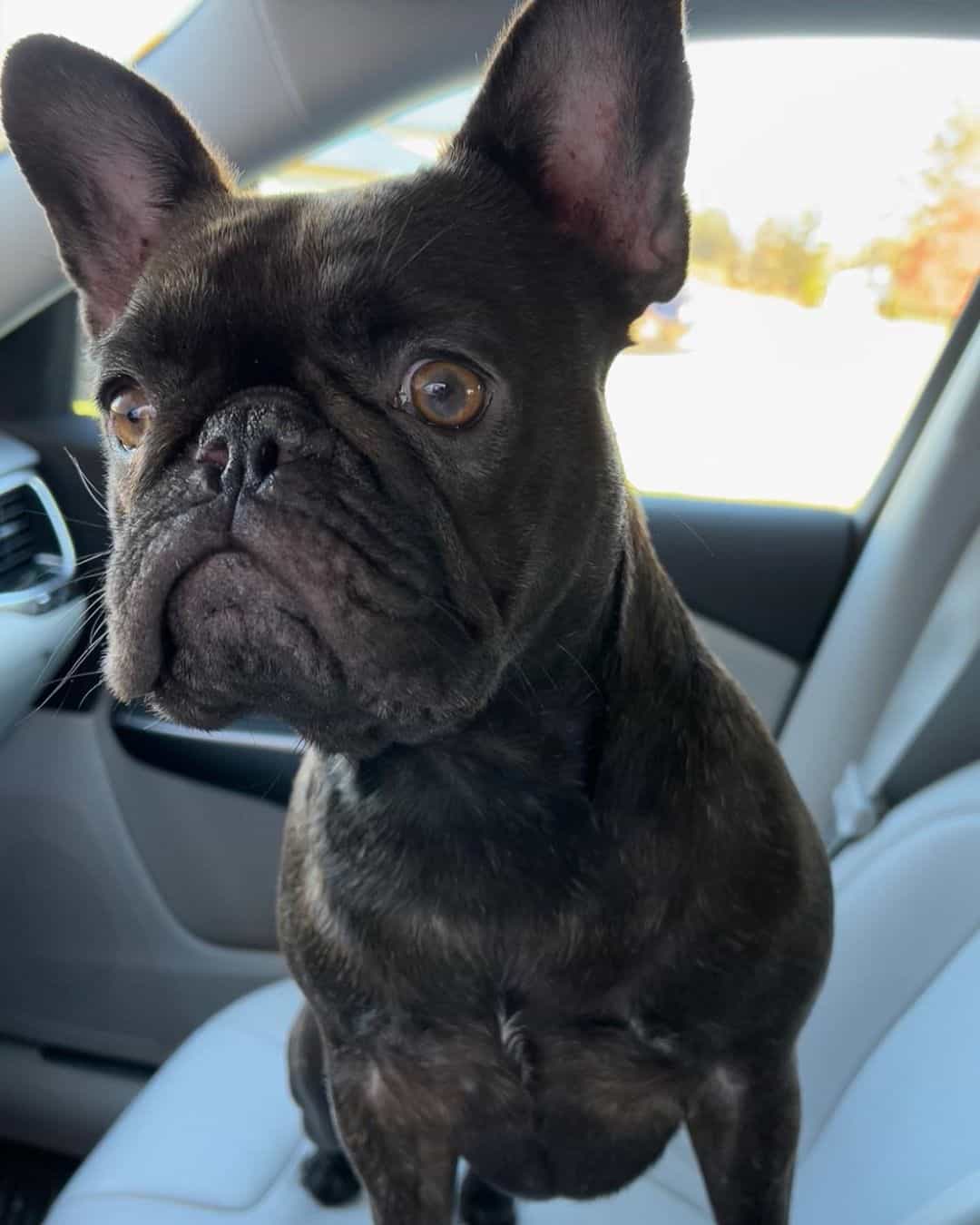 bulldog francés chocolate brindle en un coche