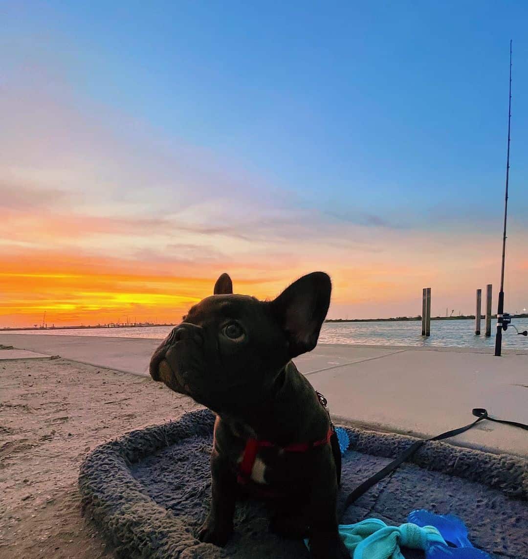 bulldog francés chocolate brindle fotografiado durante el atardecer
