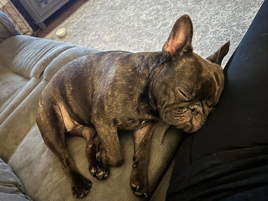 bulldog francés chocolate brindle durmiendo