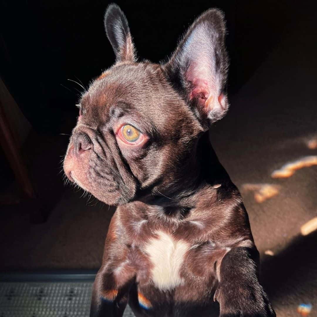 bulldog francés chocolate brindle