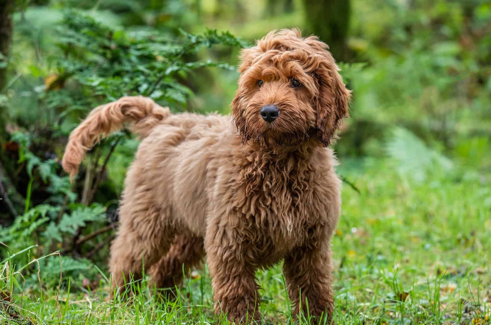 cockapoo chocolate de pie en la naturaleza