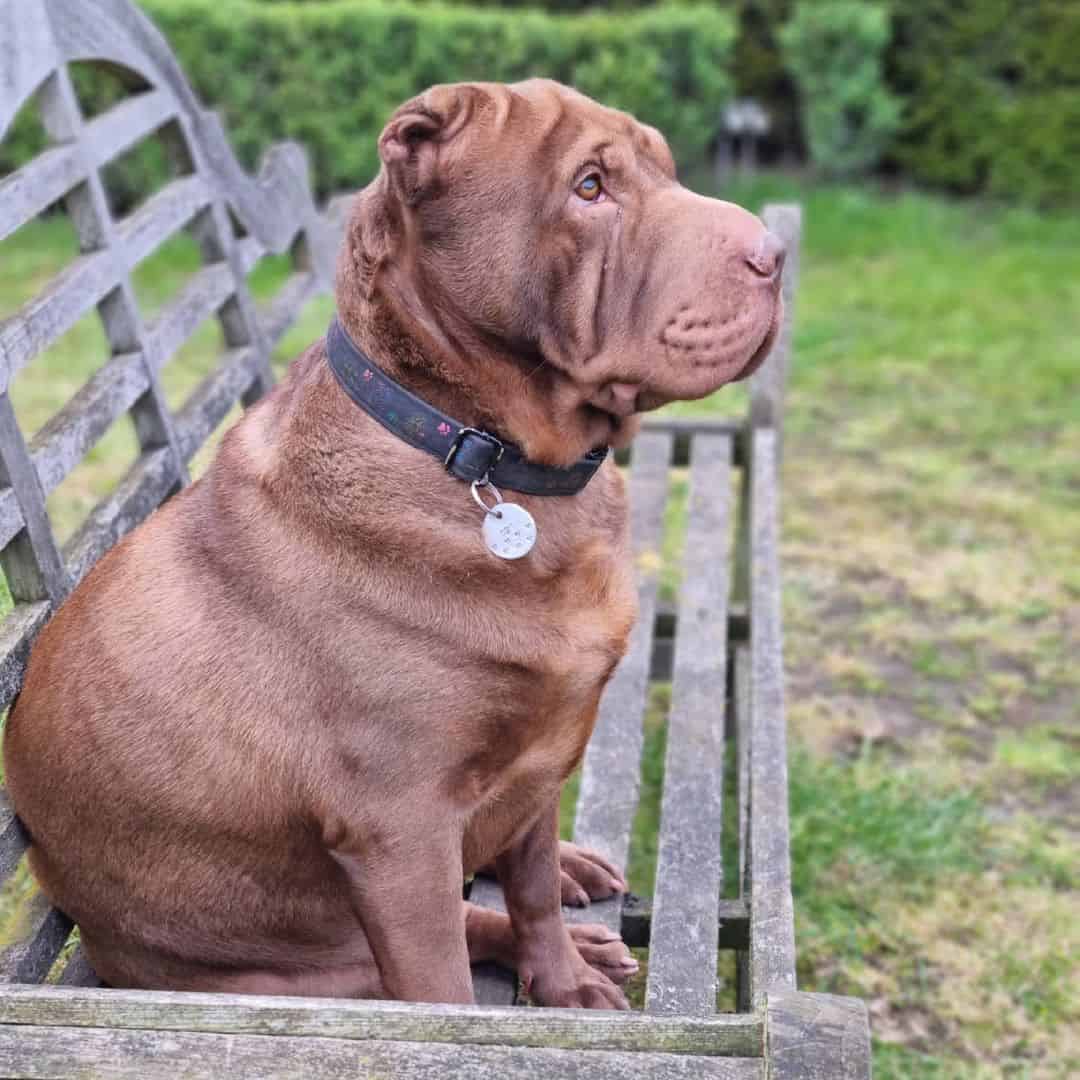shar pei chocolate dilución