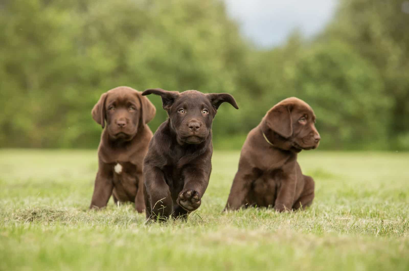cachorros de labrador chocolate