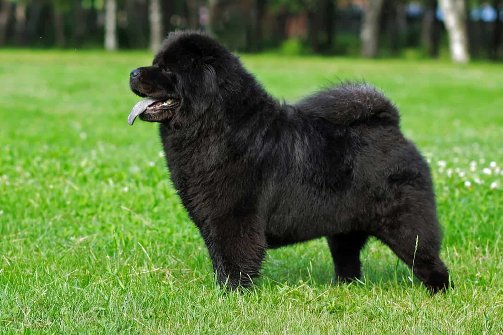 perro chow chow de pie en el césped