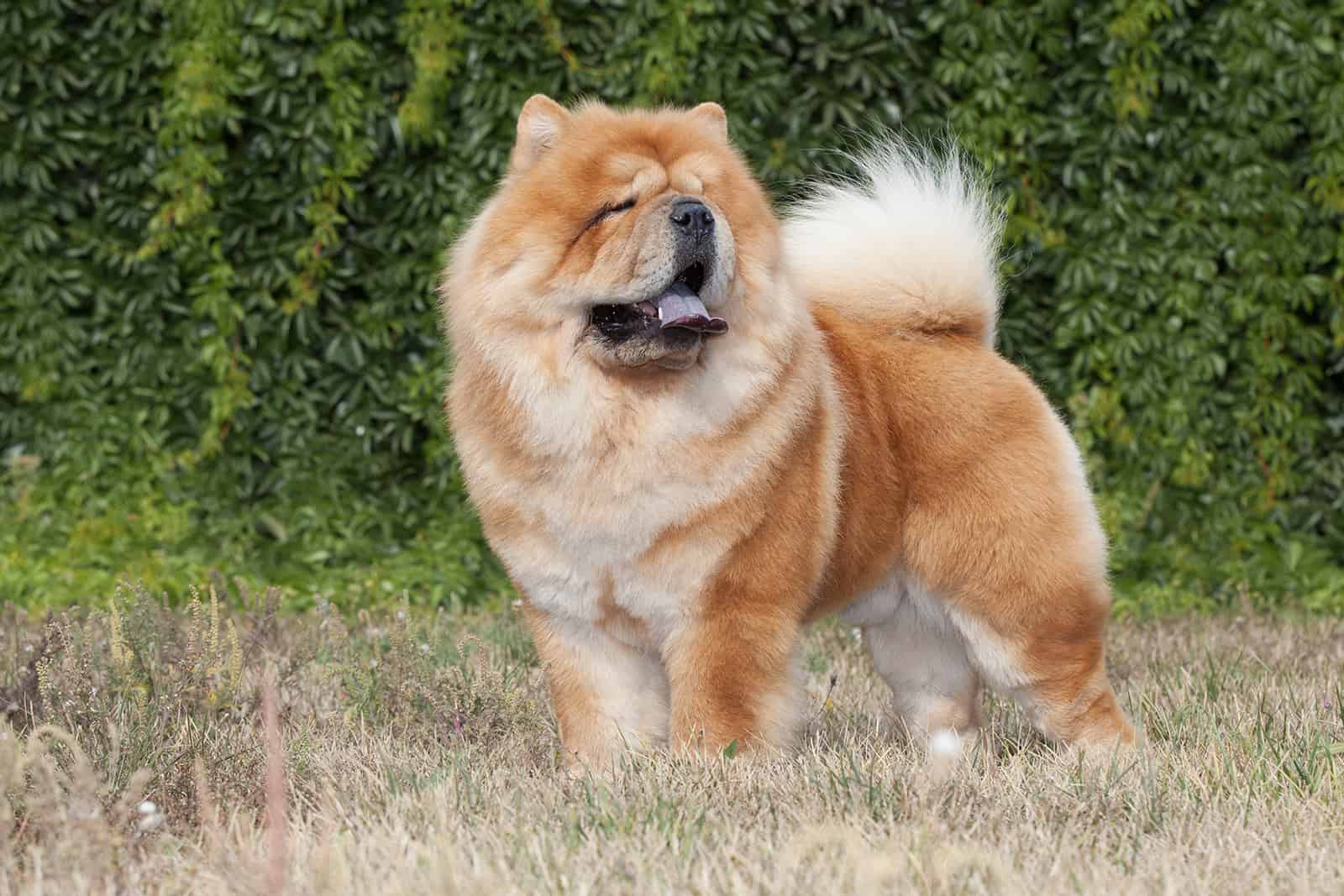 perro chow chow en la naturaleza