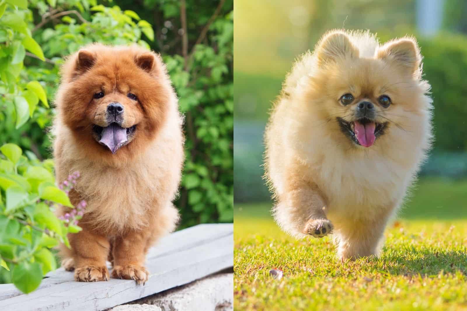 chow chow y pomerania