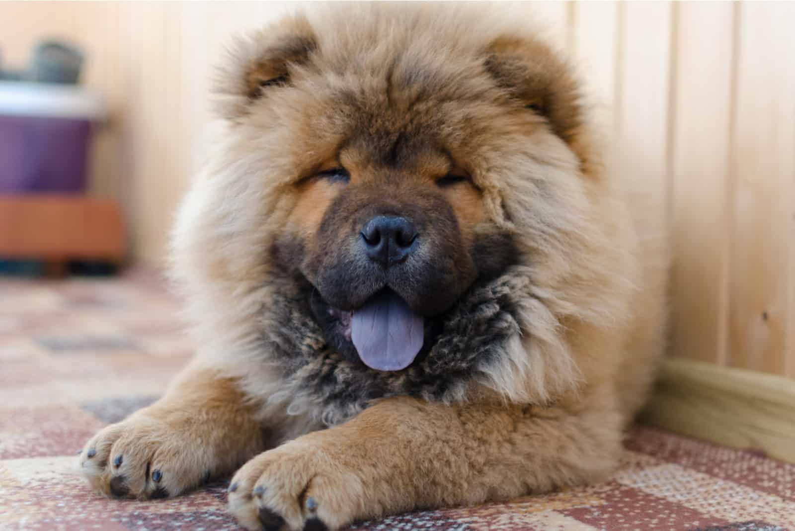 perro chow chow tumbado en el suelo
