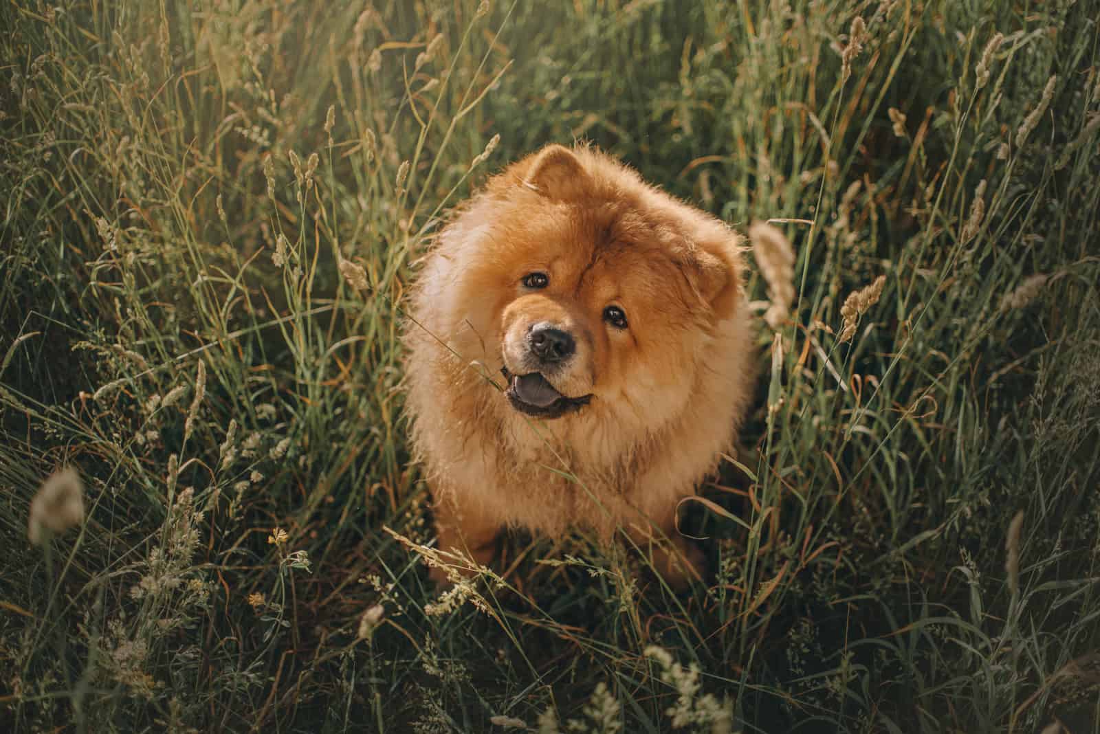 perro chow chow sentado en la hierba larga al aire libre