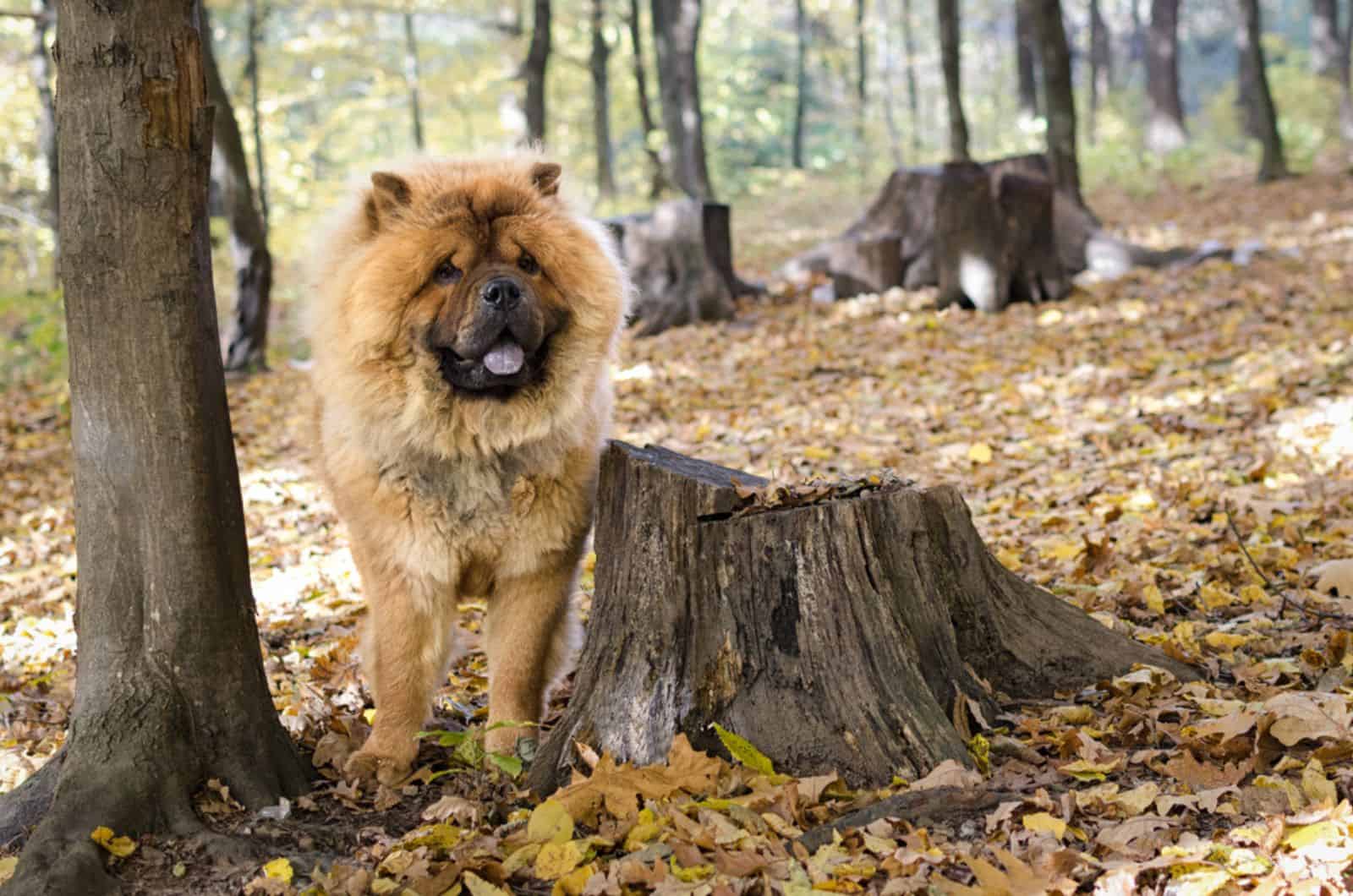 chow chow en el bosque