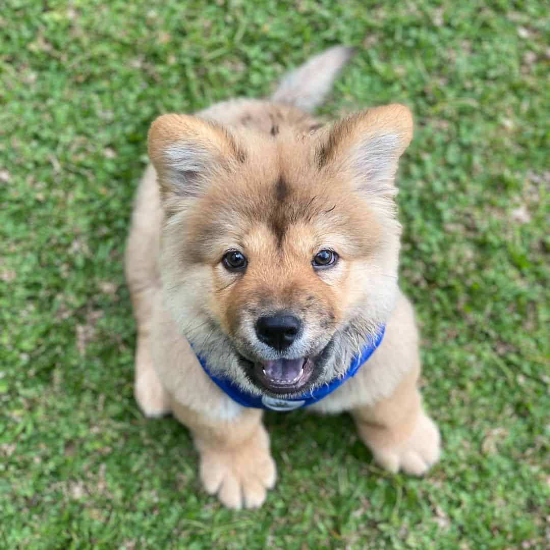 cachorro de mezcla de chow chow y pomerania