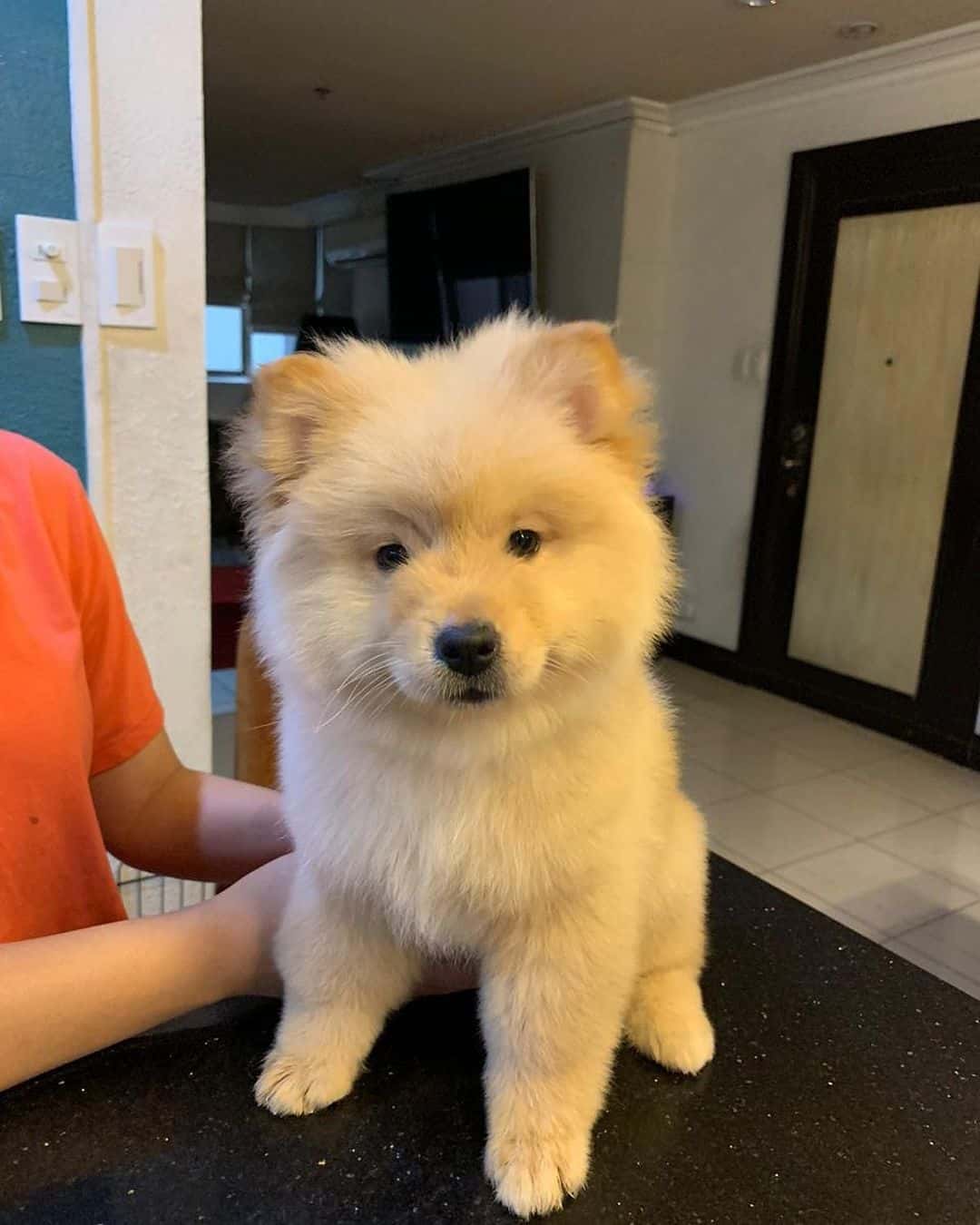 chow chow pomerania mix