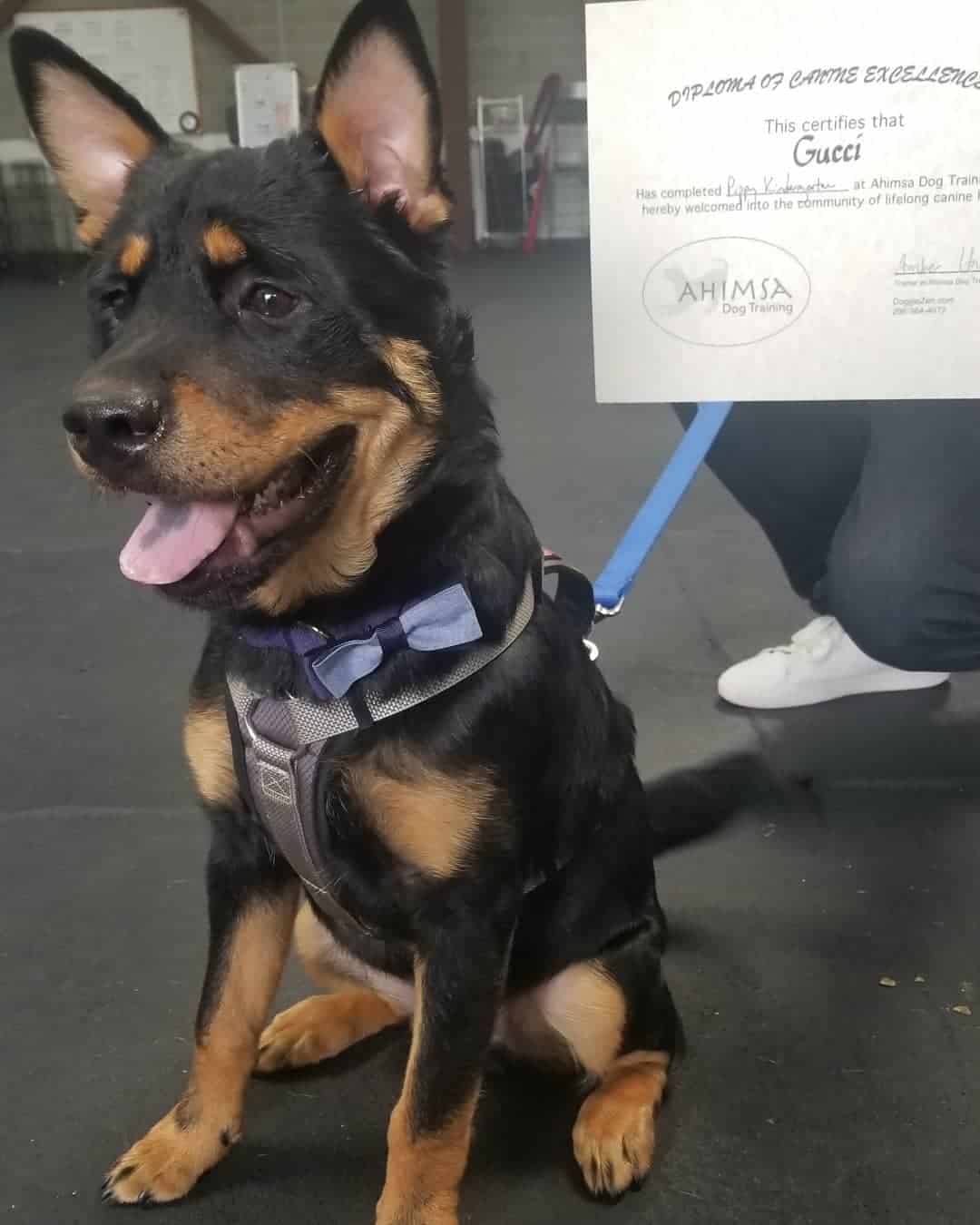 mezcla de chow chow rottie
