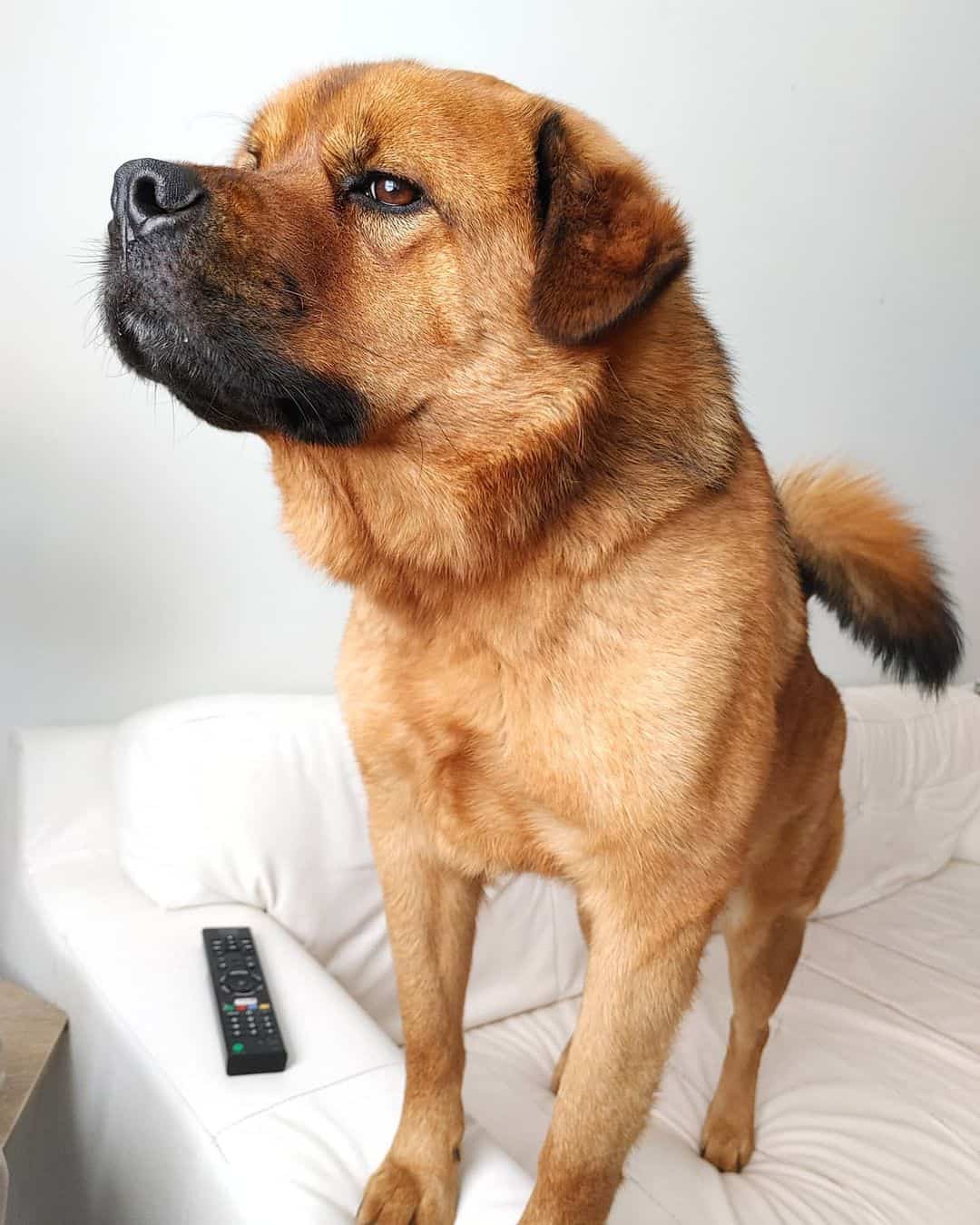 mezcla de perro chow chow y rottweiler