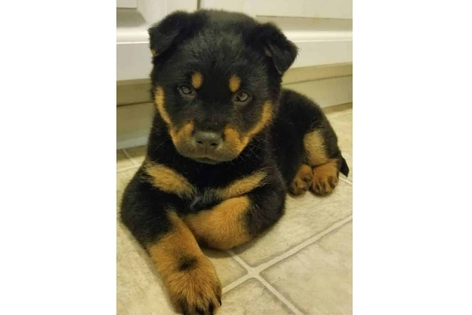 mezcla de chow chow con rottweiler
