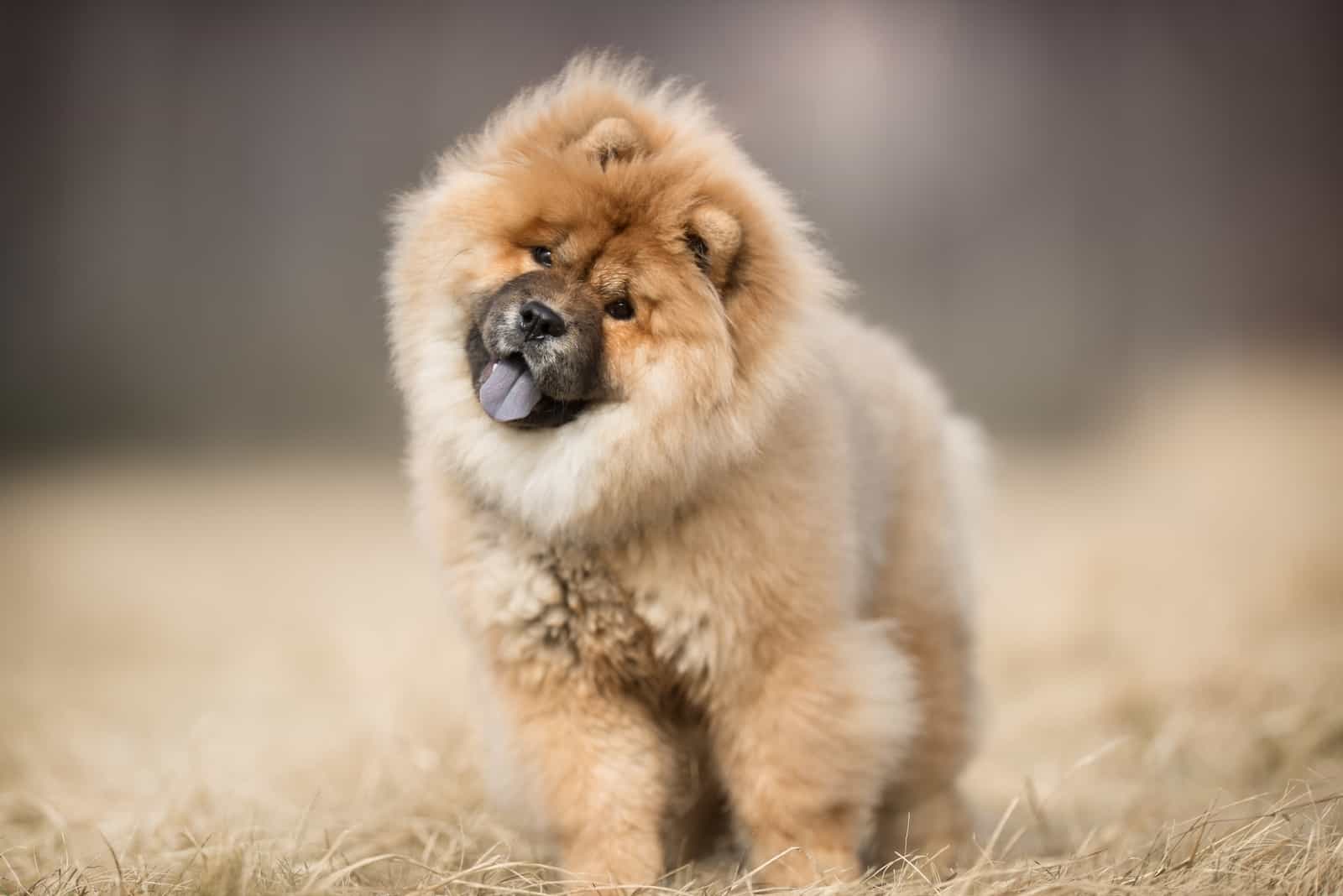 chow chow parado en la pradera
