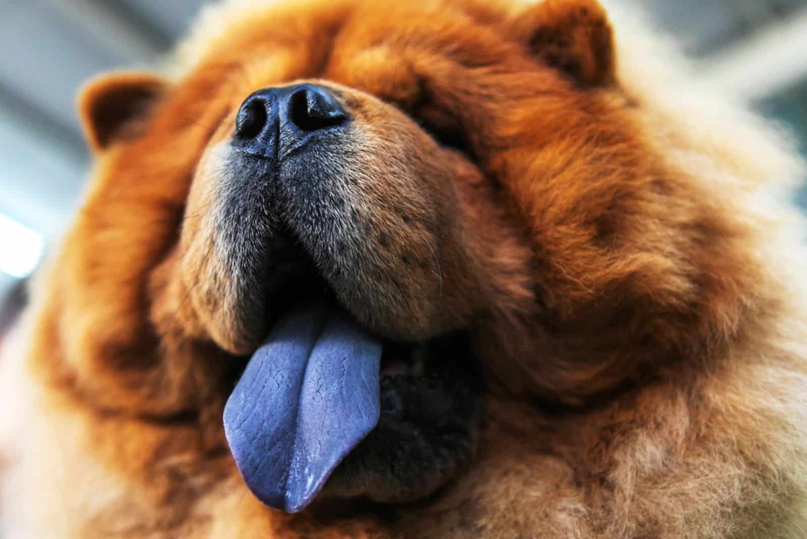 chow chow con lengua púrpura