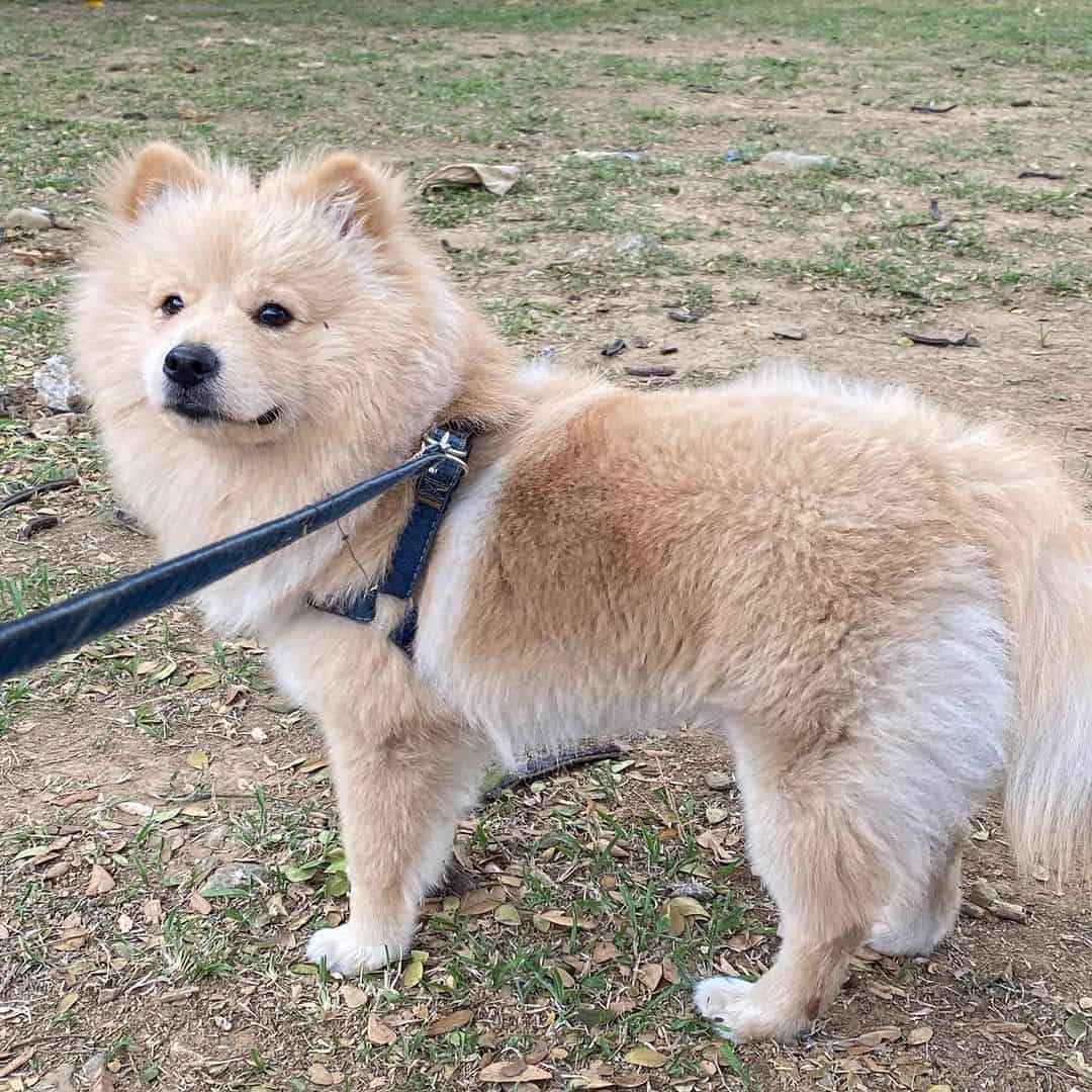 perro chowmanian