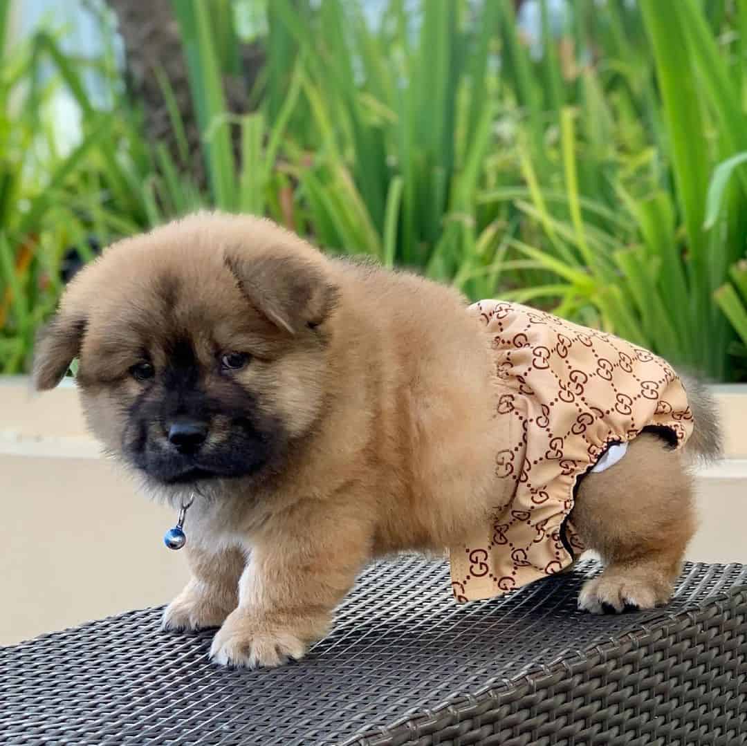 pequeño cachorro chowmanian