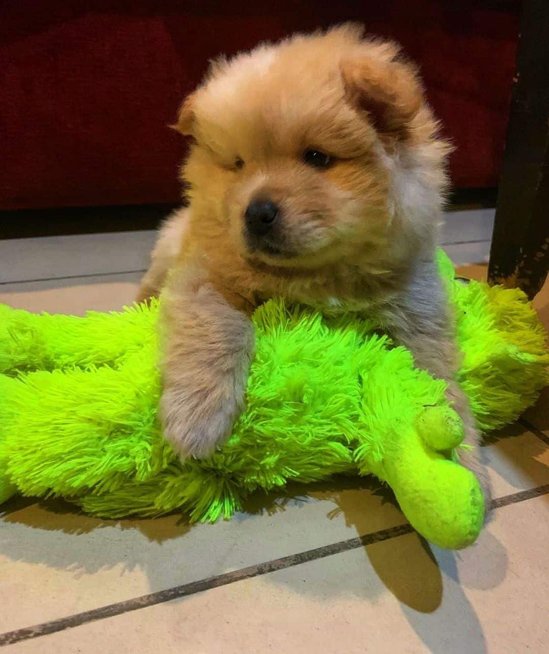 cachorro chowmanian