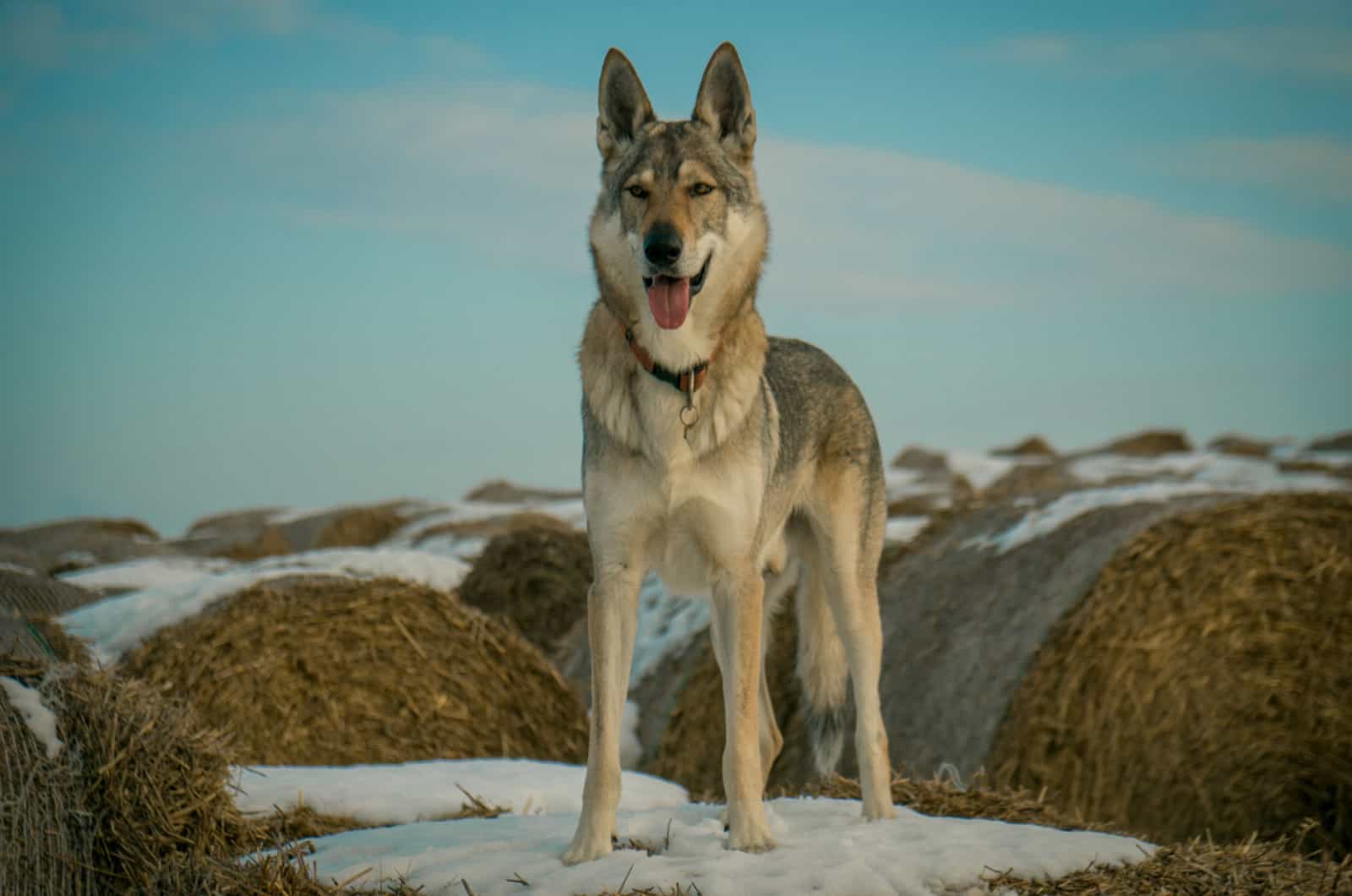 perro lobo checoslovaco