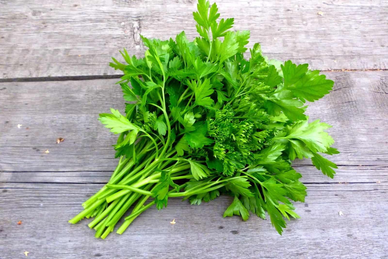 cilantro en la mesa de madera
