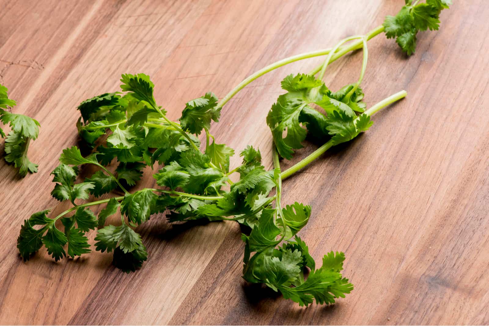 cilantro listo para cocinar
