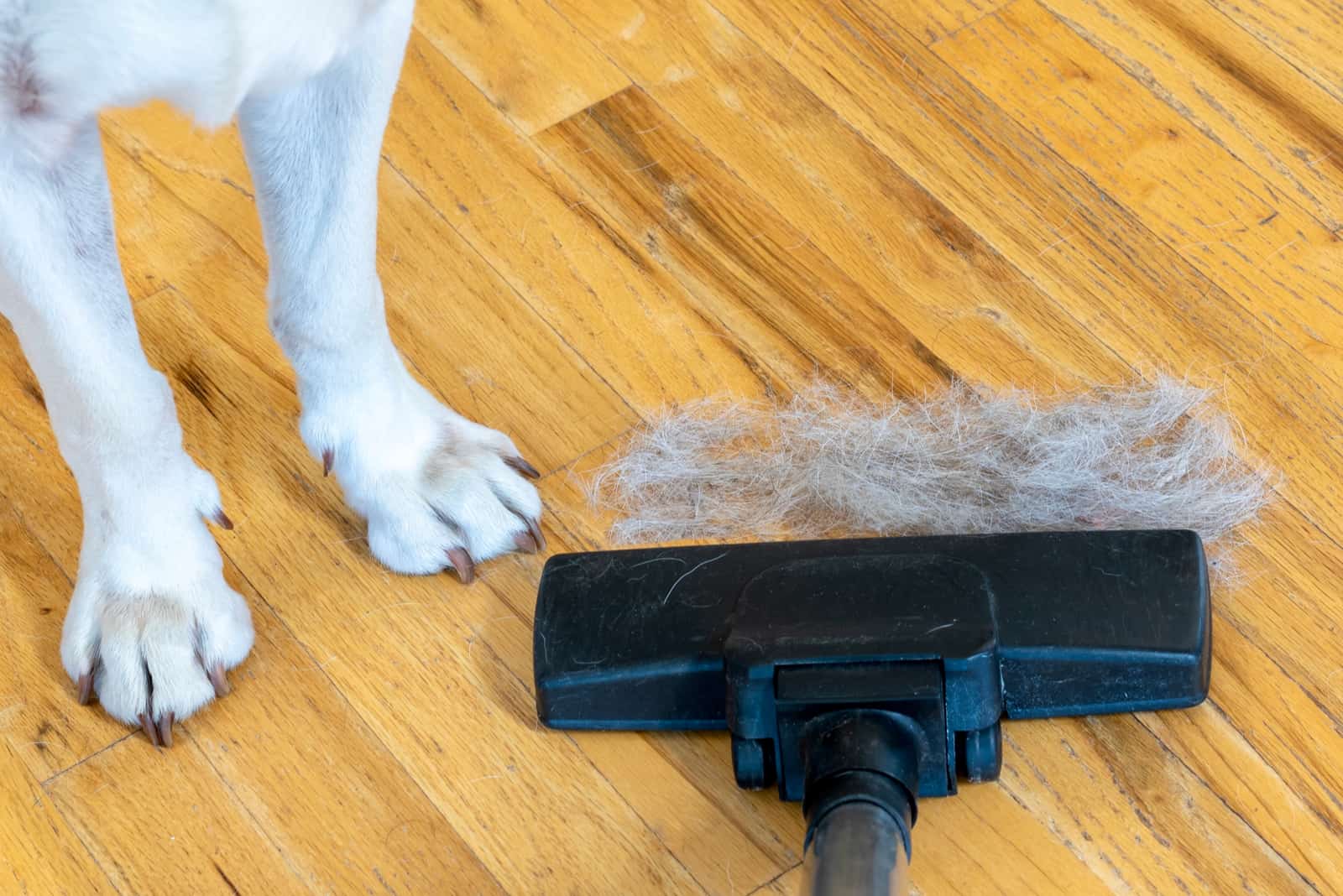limpiando pelos de perro del suelo laminado