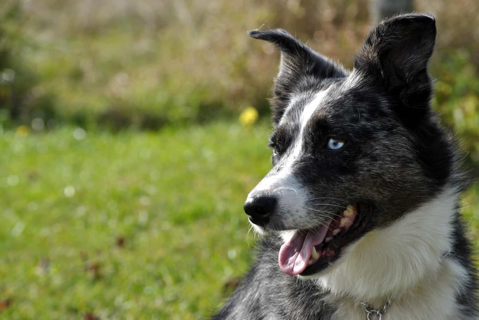foto de cerca del Pastor Australiano Blue Heeler