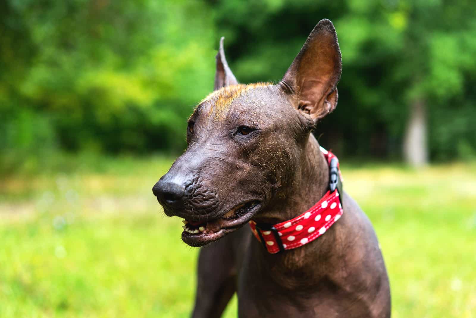 foto de cerca de Xoloitzcuintli