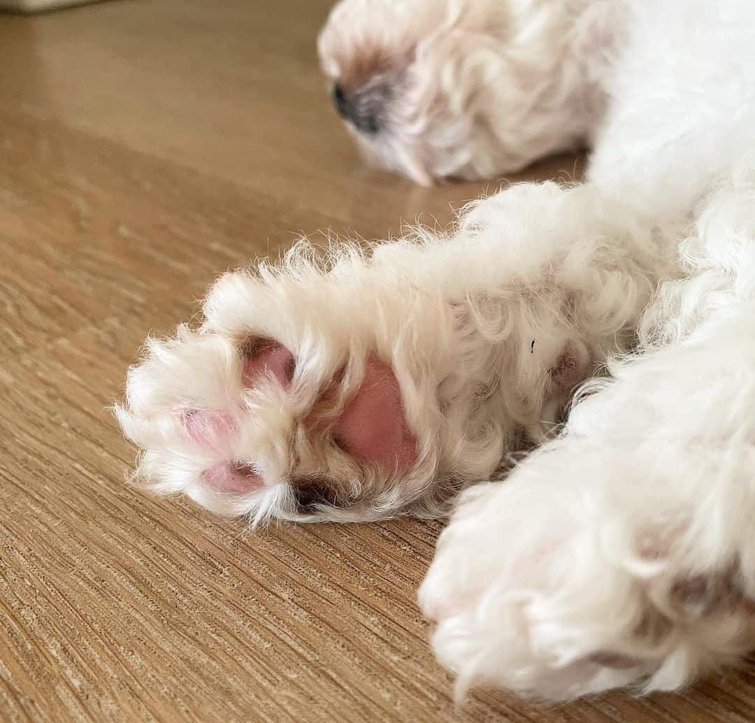 foto de cerca de patas rosadas de perro