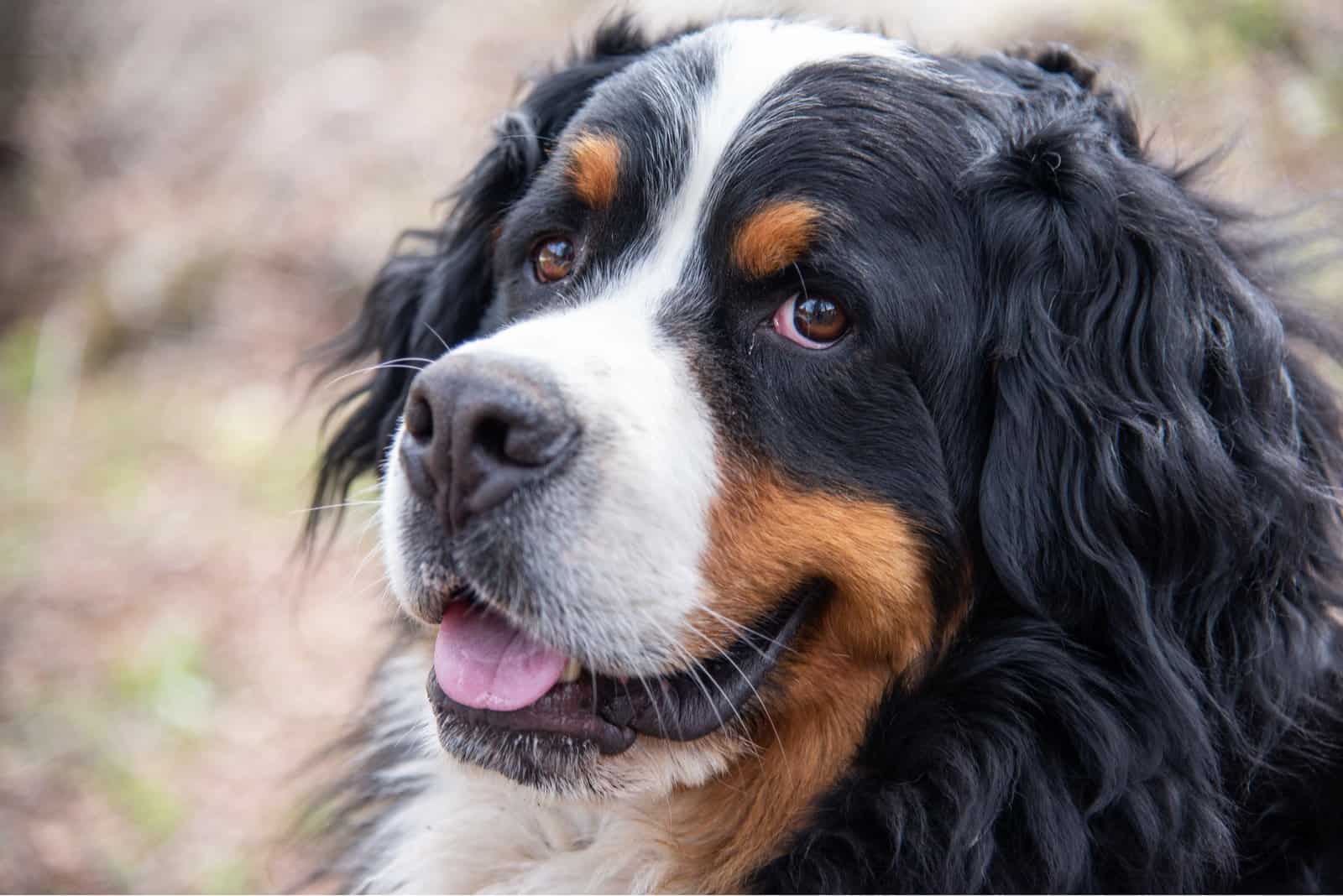 Retrato cercano de un perro de montaña de Berna