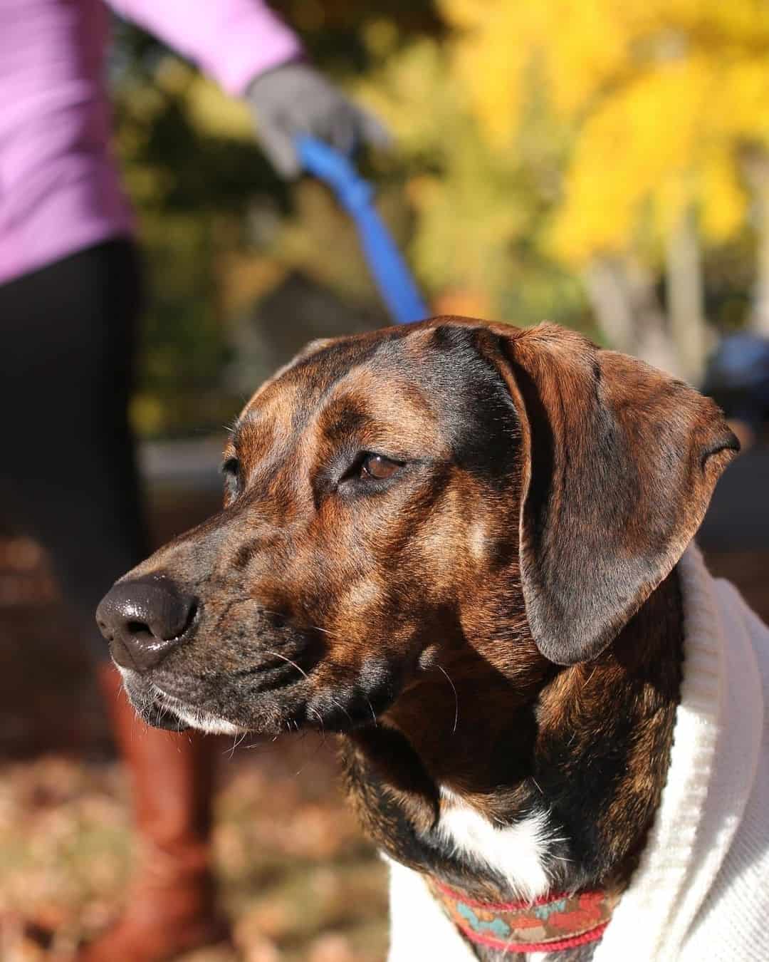 Toma de cerca de un mestizo de Coonhound y Labrador
