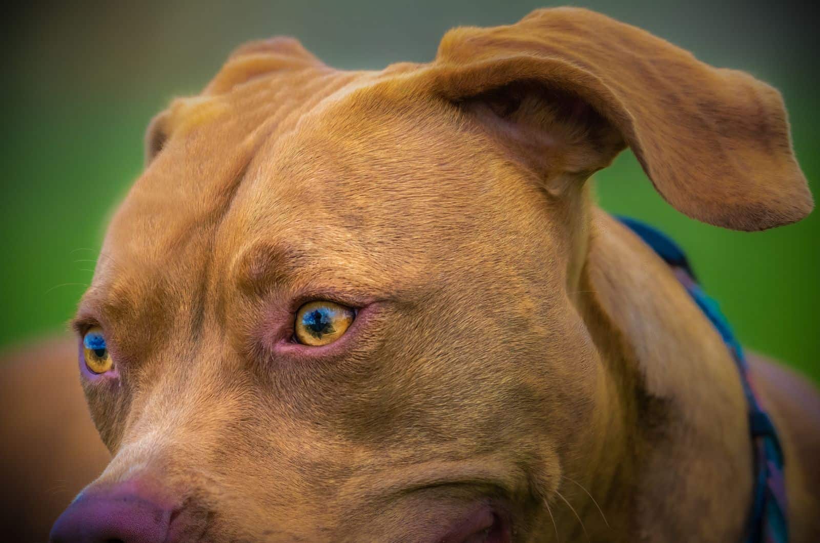 Primer plano de Mestizo de Vizsla y Pitbull