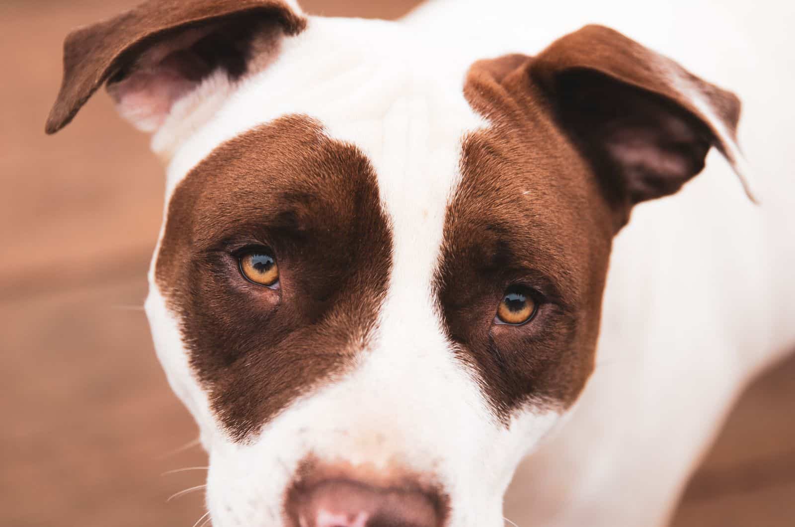 toma cercana de American Bulldog Pitbull Mix