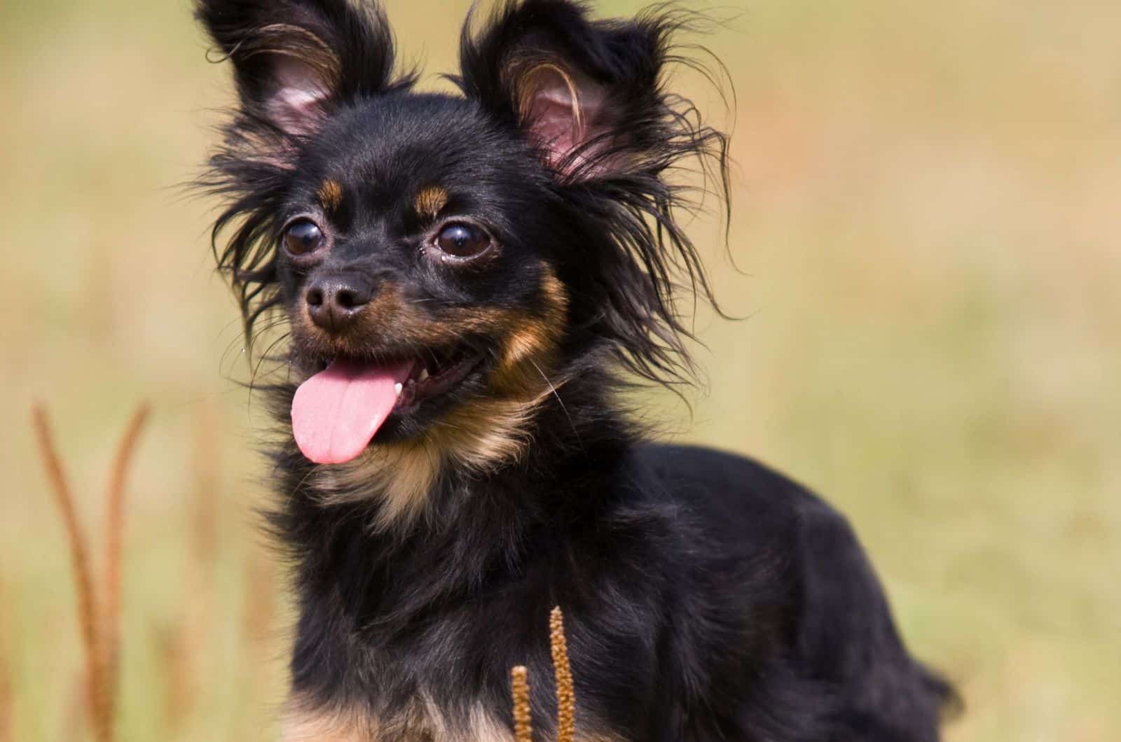 foto de cerca del Perro Chilier