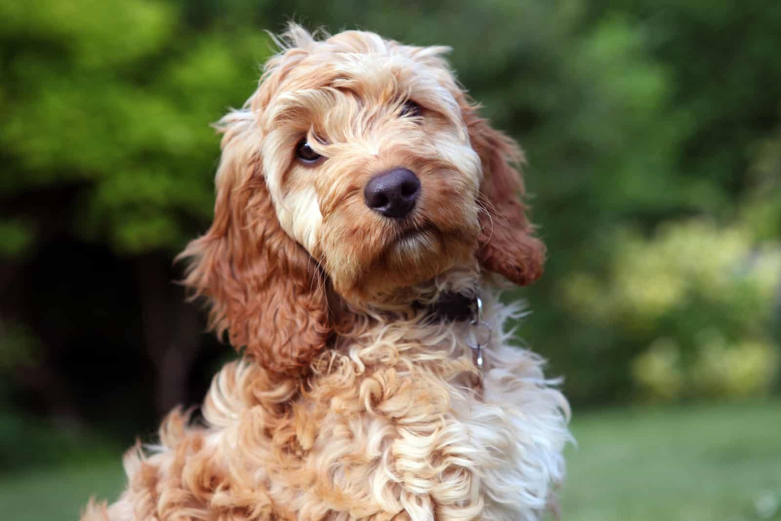 Primer plano de un Cockapoo