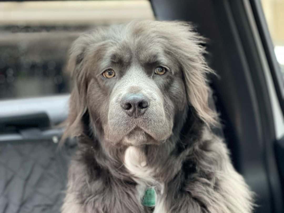foto de cerca de un Pitbull de pelo largo