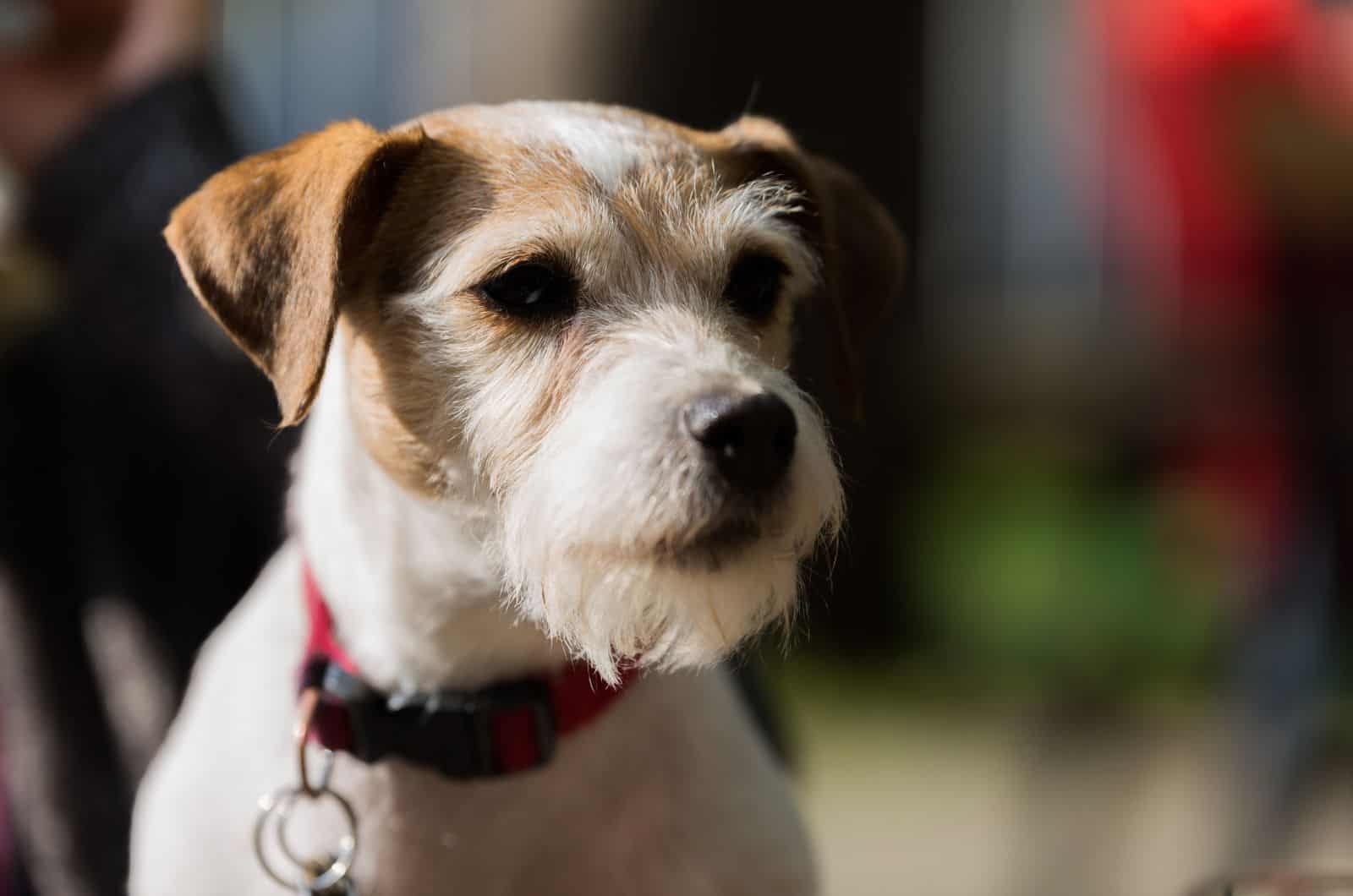 Toma de cerca de un Parson Russell Terrier