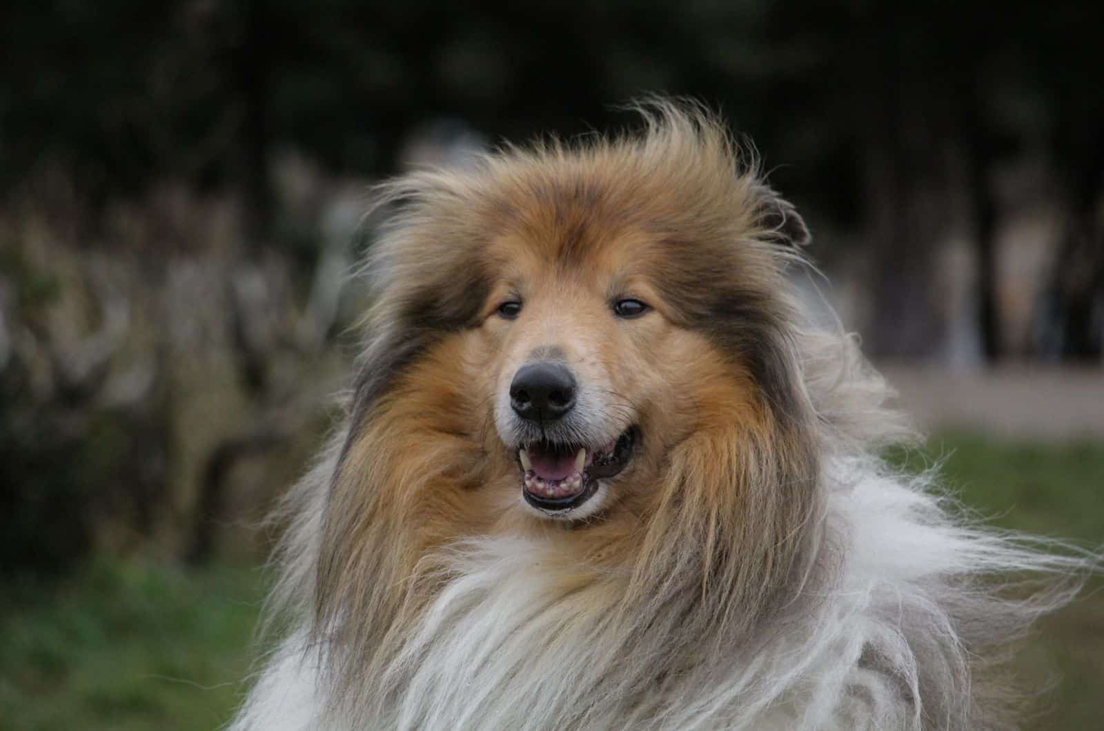 Primer plano de un Rough Collie